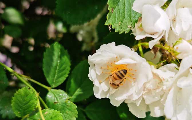 怎么找山蜜蜂(最簡單找山蜜蜂方法) 怎么找山蜜蜂(最簡單找山蜜蜂方法)