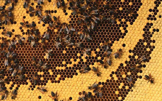 小蜜蜂和大蜜蜂的區別（小蜜蜂和大蜜蜂的產量對比）