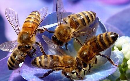 蜜蜂過(guò)冬的方式有哪些（蜜蜂如何越冬）