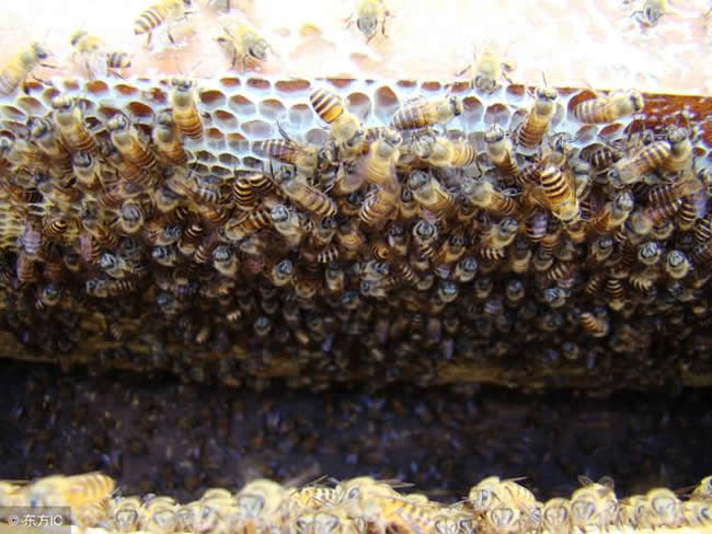 【蜜蜂知識(shí)】蜂群沒(méi)了蜂王會(huì)怎么樣? 蜂群沒(méi)了蜂王會(huì)怎么樣?