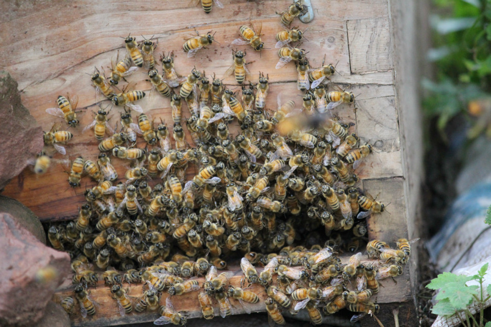 【蜜蜂知識(shí)】蜂群沒(méi)了蜂王會(huì)怎么樣? 蜂群沒(méi)了蜂王會(huì)怎么樣?