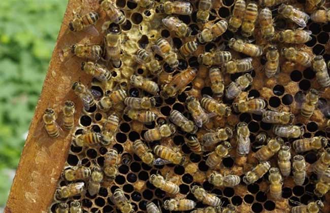 【蜜蜂知識(shí)】蜂群沒(méi)了蜂王會(huì)怎么樣? 蜂群沒(méi)了蜂王會(huì)怎么樣?