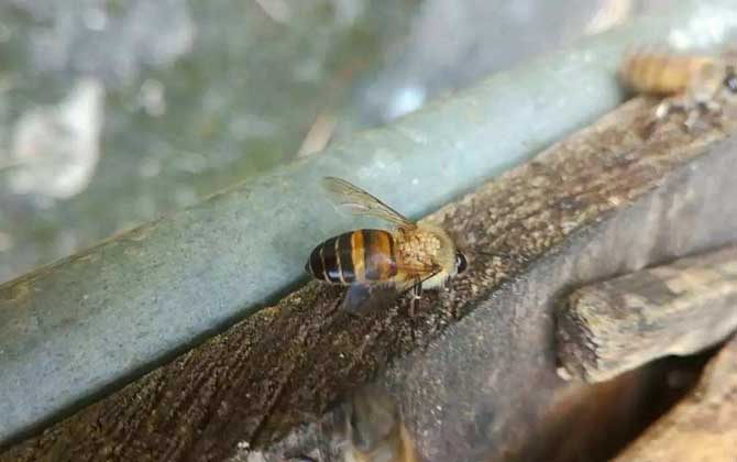 高加索黑蜂抗螨性(蜜蜂治螨蟲的最好方法) 高加索黑蜂抗螨性(蜜蜂治螨蟲的最好方法)