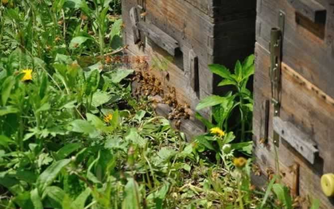 長白山中蜂王有什么特點? 長白山中蜂王