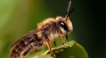 人工人工養殖和野生的蜜蜂有啥區別(野生蜜蜂與家養蜜蜂的本質區別是什么)養殖和野生的蜜蜂有啥區別(野生蜜蜂與家養蜜蜂的本質區別是什么) 人工養殖和野生的蜜蜂有啥區別(野生蜜蜂與家養蜜蜂的本質區別是什么)