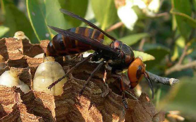 中國(guó)大虎頭蜂廣東有嗎（大頭虎蜂的簡(jiǎn)介）