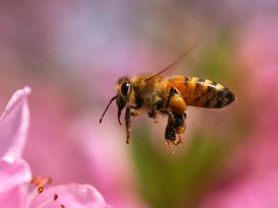 云貴高原中蜂能在哪些地方養殖(云貴高原中蜂中心產區在哪兒) 云貴高原中蜂能在哪些地方養殖(云貴高原中蜂中心產區在哪兒)