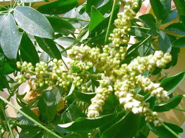 【蜜蜂知識】全國主要蜜源植物大全 【蜜蜂知識】全國主要蜜源植物大全