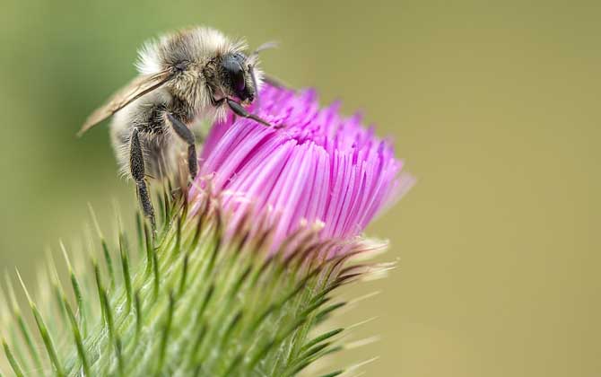 一脾蜂有多少只工蜂? 一脾多少工蜂