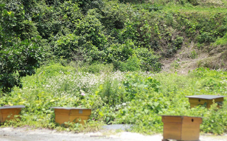 泡沫蜂箱的優點和缺點(泡沫箱養蜂優點和缺點的介紹) 泡沫蜂箱的優點和缺點(泡沫箱養蜂優點和缺點的介紹)