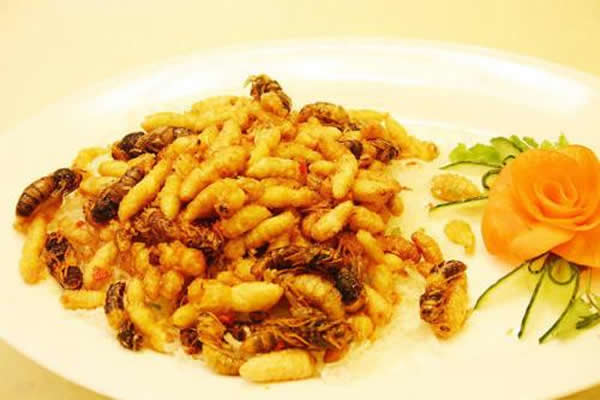 【蜜蜂知識】蜂蛹和蠶蛹的區別 蜂蛹和蠶蛹的區別