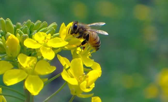 意大利蜂和中華蜜蜂能一起養嗎?