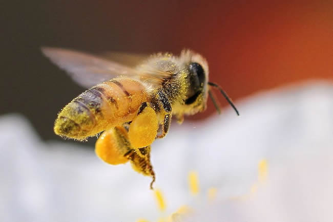 【蜜蜂知識】在蜂群中如何辨別蜂后？