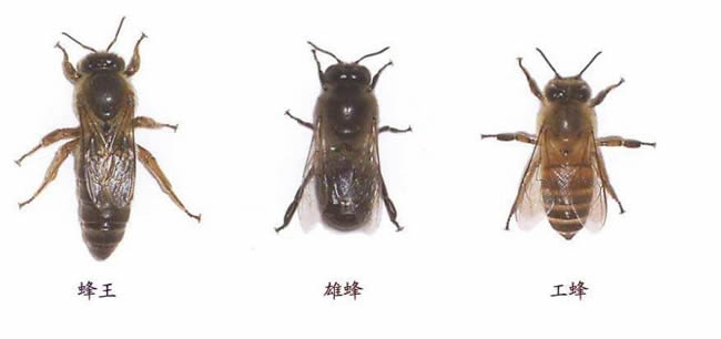 【蜜蜂知識】在蜂群中如何辨別蜂后？