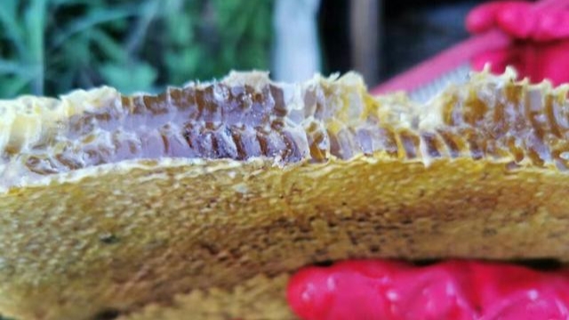 取蜜時(shí)刮蜜刀是怎么用的(取蜜的3種常用方法) 取蜜時(shí)刮蜜刀是怎么用的(取蜜的3種常用方法)