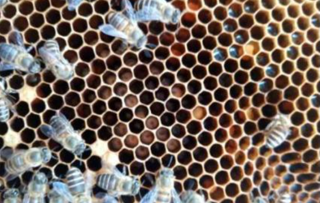 ?搖蜜后工蜂拖子是什么意思(工蜂拖子是怎么回事) ?搖蜜后工蜂拖子是什么意思(工蜂拖子是怎么回事)