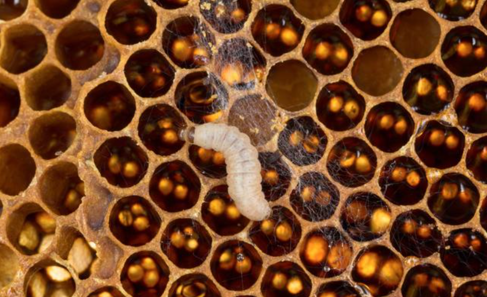 ?搖蜜后工蜂拖子是什么意思(工蜂拖子是怎么回事) ?搖蜜后工蜂拖子是什么意思(工蜂拖子是怎么回事)