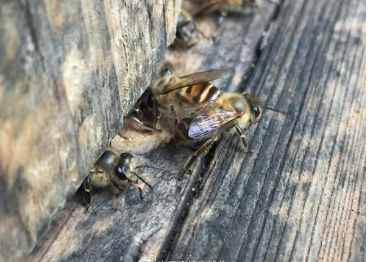 ?搖蜜后工蜂拖子是什么意思(工蜂拖子是怎么回事) ?搖蜜后工蜂拖子是什么意思(工蜂拖子是怎么回事)