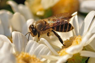 工蜂不喂蟲是什么原因(為什么工蜂不喂幼蟲) 工蜂不喂蟲是什么原因(為什么工蜂不喂幼蟲)