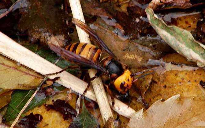 日本大黃蜂的毒性強嗎(中國有日本大黃蜂嗎) 日本大黃蜂的毒性強嗎(中國有日本大黃蜂嗎)