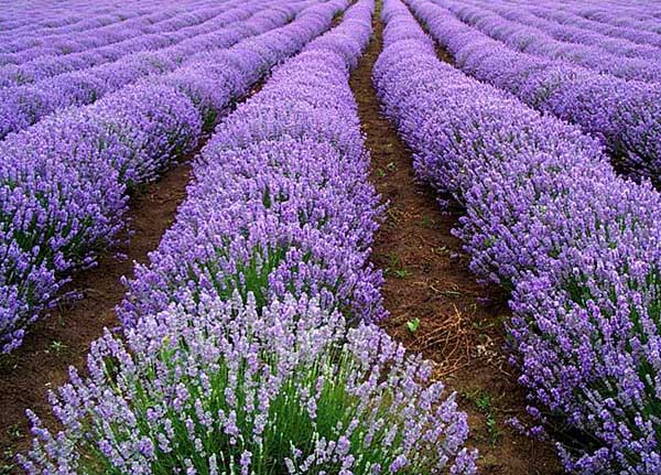 薰衣草什么時候開（薰衣草的花期時間）