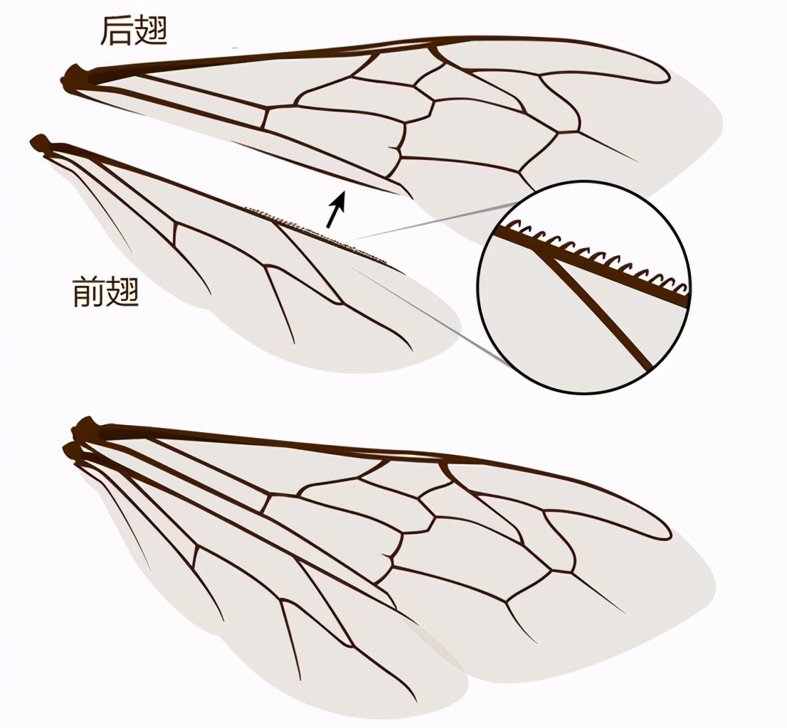 蜜蜂有幾對翅膀?(蜜蜂是怎么飛上天的) 蜜蜂有幾對翅膀?(蜜蜂是怎么飛上天的)