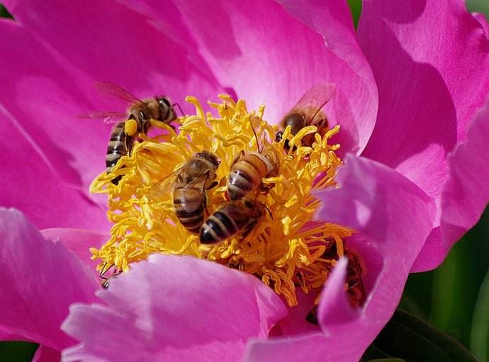 【蜜蜂知識】蜜蜂什么時候分蜂？