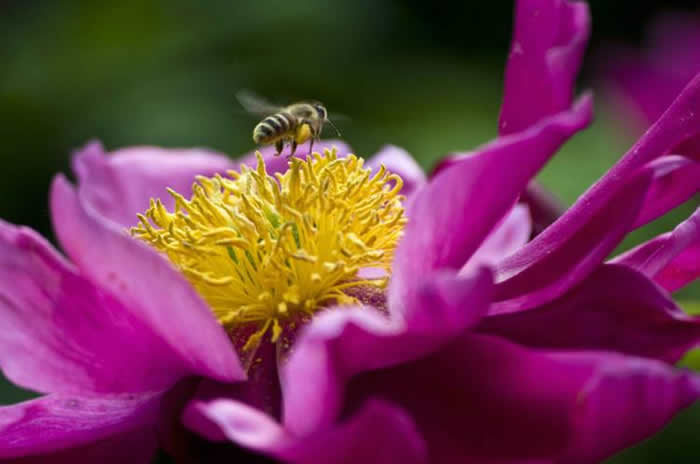 【蜜蜂知識】蜜蜂什么時候分蜂？