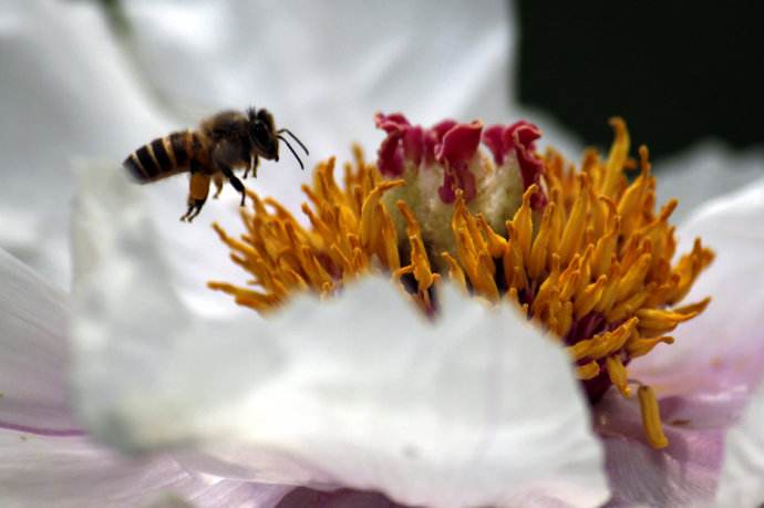 【蜜蜂知識】蜜蜂什么時候分蜂？