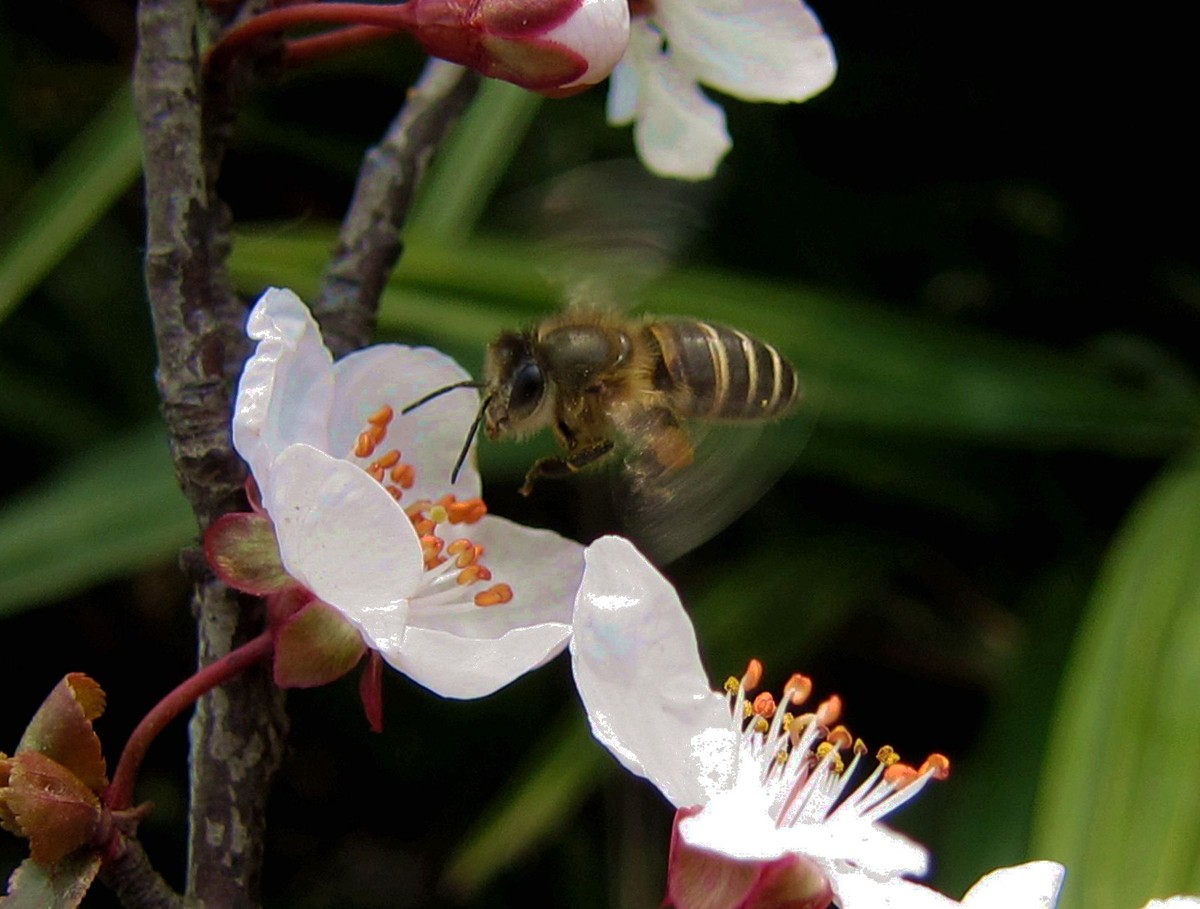 夏季養蜂怎么遮陰(夏季養蜂應該要注意什么) 夏季養蜂怎么遮陰(夏季養蜂應該要注意什么)