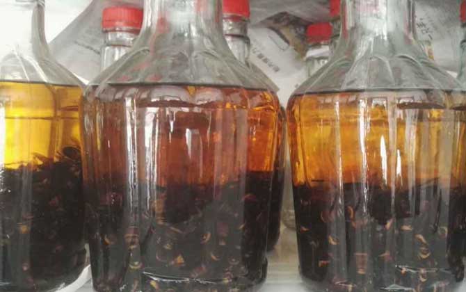 中國大虎頭蜂可以泡酒喝嗎（虎頭蜂酒的功效）