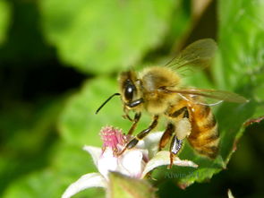 松丹一號(hào)蜂王大還是美意蜂王大(美意蜂王和松丹哪個(gè)好) 松丹一號(hào)蜂王大還是美意蜂王大(美意蜂王和松丹哪個(gè)好)