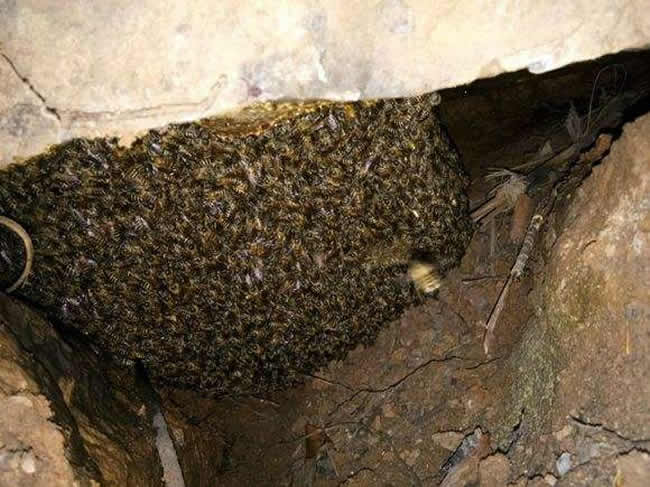 誘蜂高手怎樣誘蜂的？