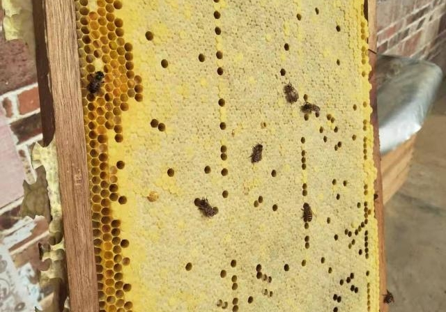 巢礎(chǔ)和巢脾有什么區(qū)別（巢脾間距多大合適）