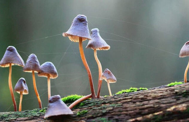 民間流傳識別毒蘑菇的方法靠譜嗎 野生蘑菇要慎食,民間流傳下來的“辨別經驗”并不靠譜