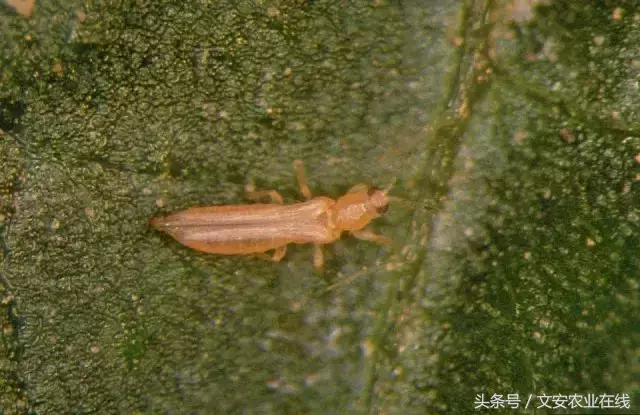 常見農業昆蟲分類有哪些(農業昆蟲的種類介紹) 常見農業昆蟲分類有哪些(農業昆蟲的種類介紹)