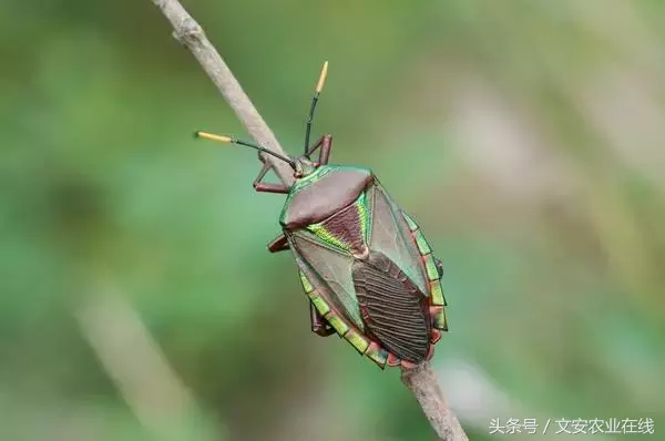 常見農業昆蟲分類有哪些(農業昆蟲的種類介紹) 常見農業昆蟲分類有哪些(農業昆蟲的種類介紹)