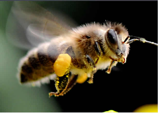 【蜜蜂知識(shí)】蜜蜂的生物學(xué)特性有哪些? 【蜜蜂知識(shí)】蜜蜂的生物學(xué)特性有哪些?