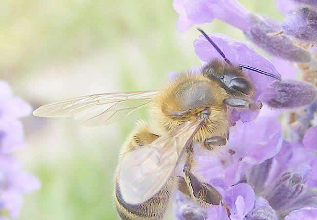 【蜜蜂知識(shí)】蜜蜂的生物學(xué)特性有哪些? 【蜜蜂知識(shí)】蜜蜂的生物學(xué)特性有哪些?