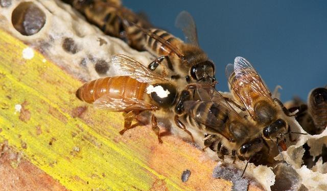 買一只蜂王就可以養蜂嗎(買一只蜂王怎么養) 買一只蜂王就可以養蜂嗎(買一只蜂王怎么養)