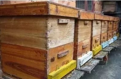 怎么看蜜蜂生病沒(蜜蜂疾病觀察診斷技術) 怎么看蜜蜂生病沒(蜜蜂疾病觀察診斷技術)