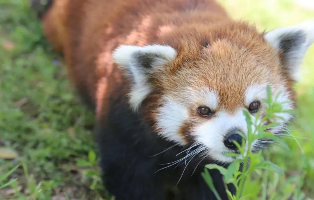 國(guó)內(nèi)有哪些海邊可以露營(yíng)看星星的地方推薦 有篝火、有星空!山東私藏的這些自駕露營(yíng)地景美人少,現(xiàn)在就出發(fā)!