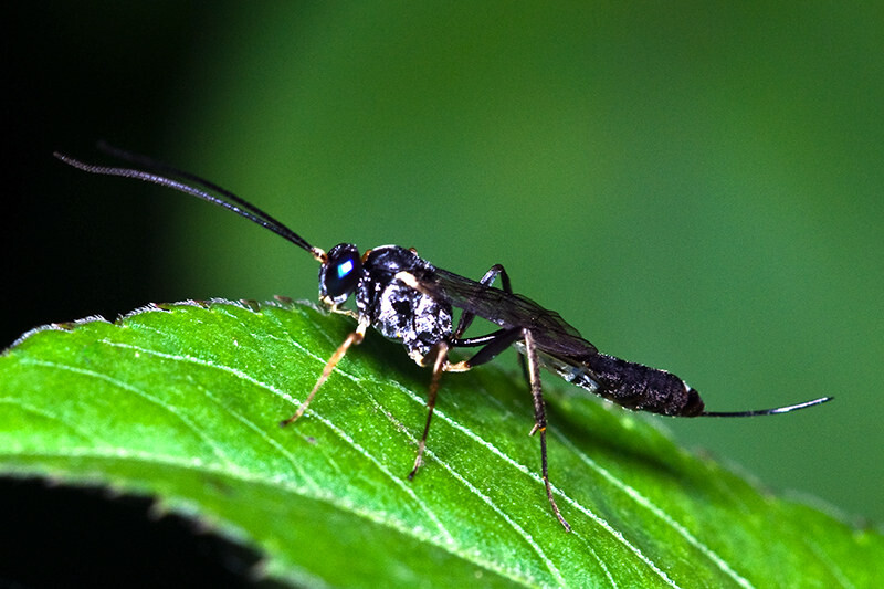 黑色細(xì)腰蜂有毒嗎（身體黑色的蜜蜂是什么蜂有沒有毒）
