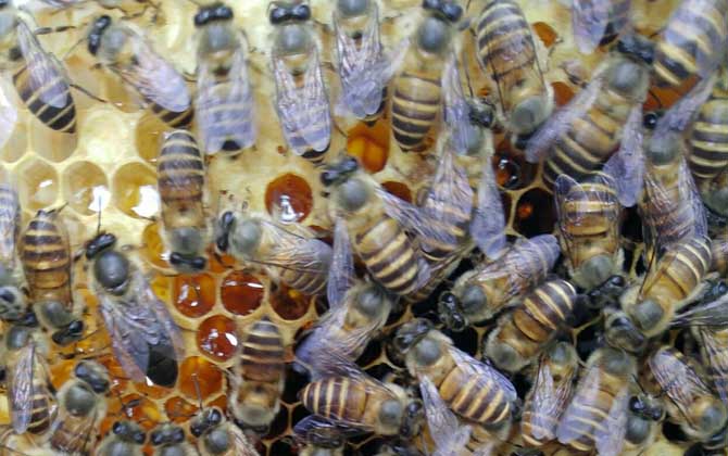 中蜂品種什么品種能維持強群(有哪些能維持大群的中蜂品種) 中蜂品種什么品種能維持強群(有哪些能維持大群的中蜂品種)