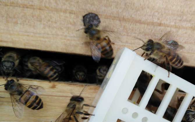 蜜蜂冬天會(huì)分群?jiǎn)?蜜蜂怎么分群) 蜜蜂冬天會(huì)分群?jiǎn)?蜜蜂怎么分群)