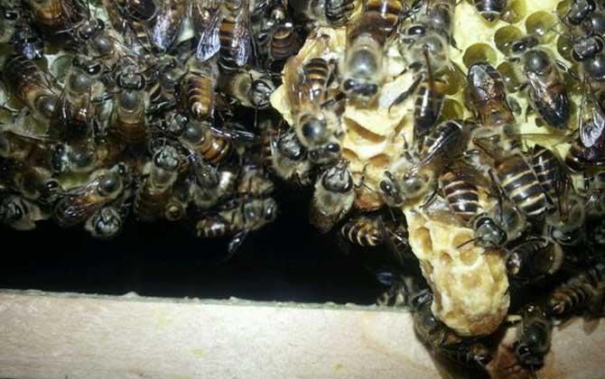 蜜蜂冬天會(huì)分群?jiǎn)?蜜蜂怎么分群) 蜜蜂冬天會(huì)分群?jiǎn)?蜜蜂怎么分群)