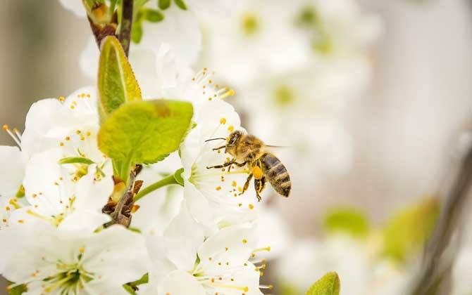 新手如何在家養(yǎng)好蜜蜂？