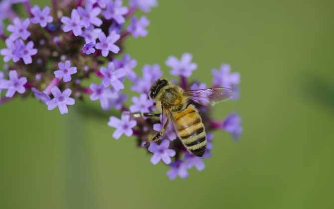 新手如何在家養(yǎng)好蜜蜂？
