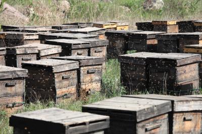 蜜蜂春繁快速繁殖技術(蜜蜂怎樣才能快速春繁) 蜜蜂春繁快速繁殖技術(蜜蜂怎樣才能快速春繁)