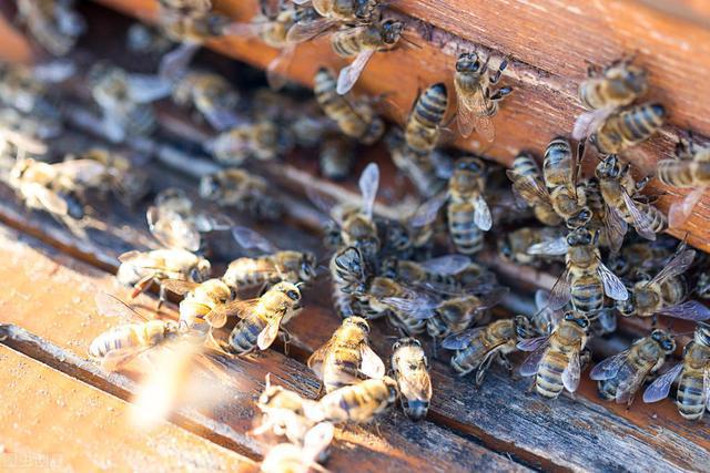中華蜜蜂和意大利蜂蜜的價格表(中蜂和意蜂不同地區的價格差異) 中華蜜蜂和意大利蜂蜜的價格表(中蜂和意蜂不同地區的價格差異)